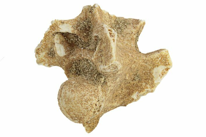 Fossil Sea Snake (Palaeophis) Vertebra - Morocco #277574
